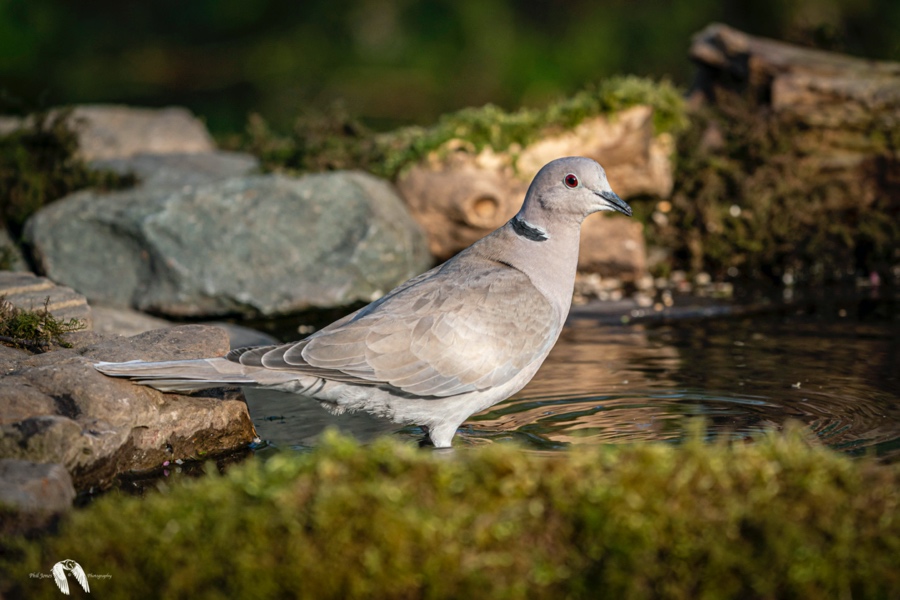 Collared Dove DSC5397
